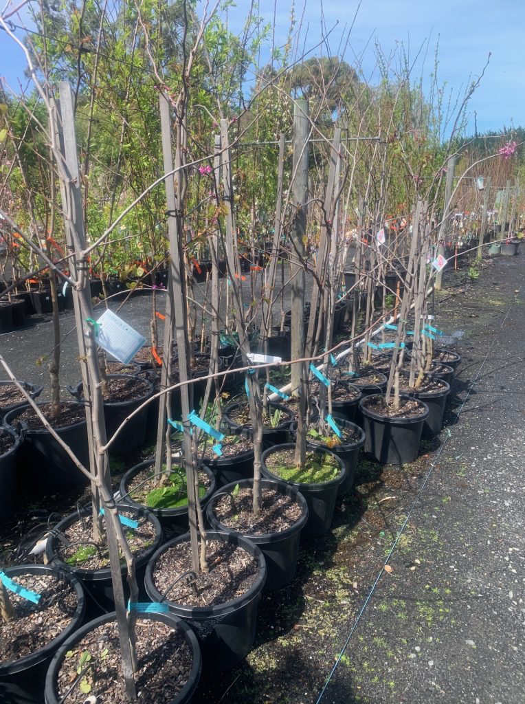 Lakeside Plants & Nursery