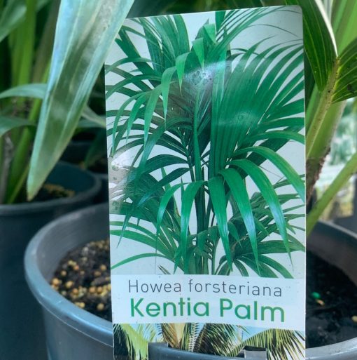 Kentia-lable