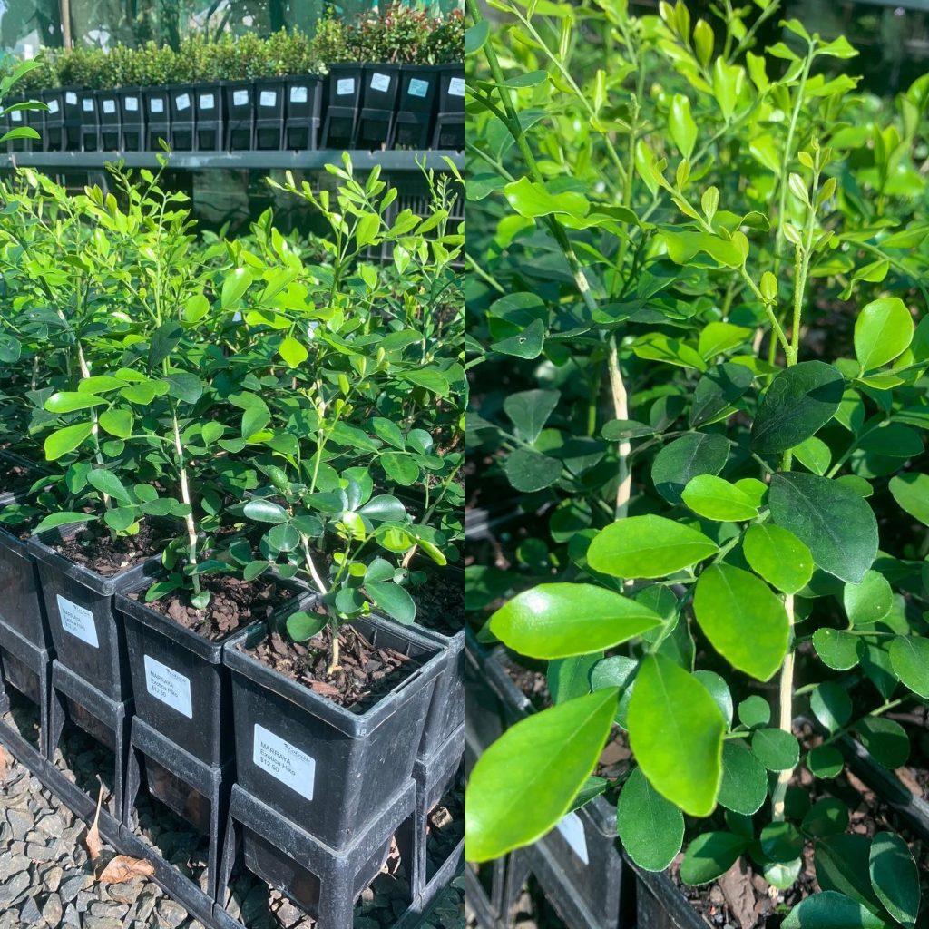 Murraya Exotica Hiko Lakeside Plants & Nursery