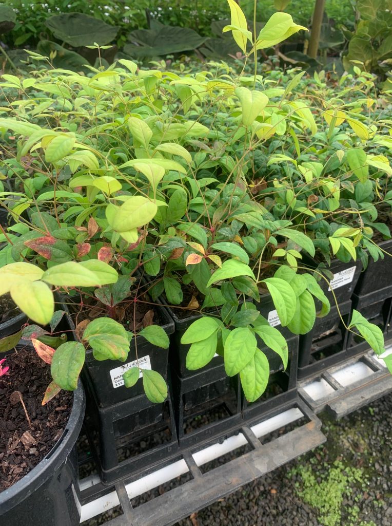 Lakeside Plants & Nursery