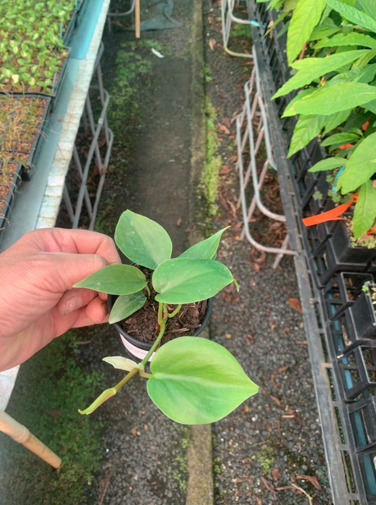 Lakeside Plants & Nursery