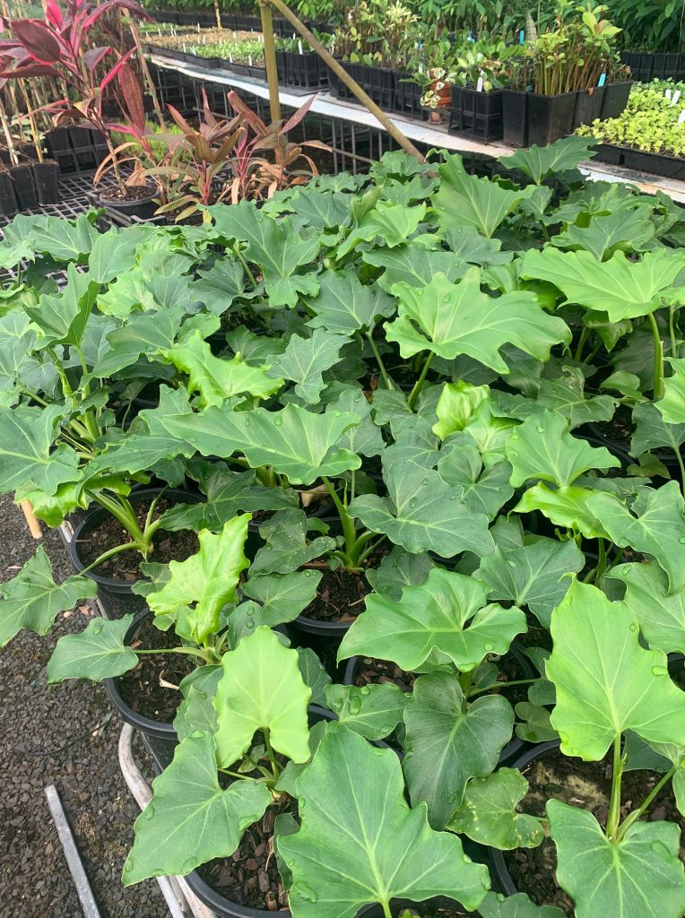 Lakeside Plants & Nursery