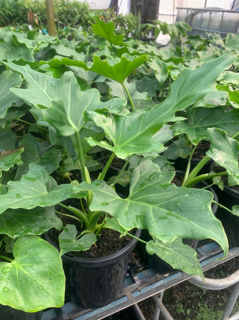 Lakeside Plants & Nursery