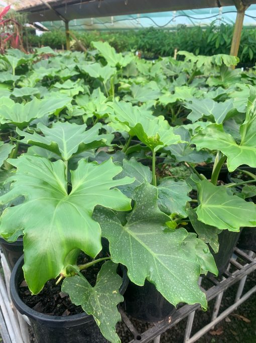 Philodendron Selloum