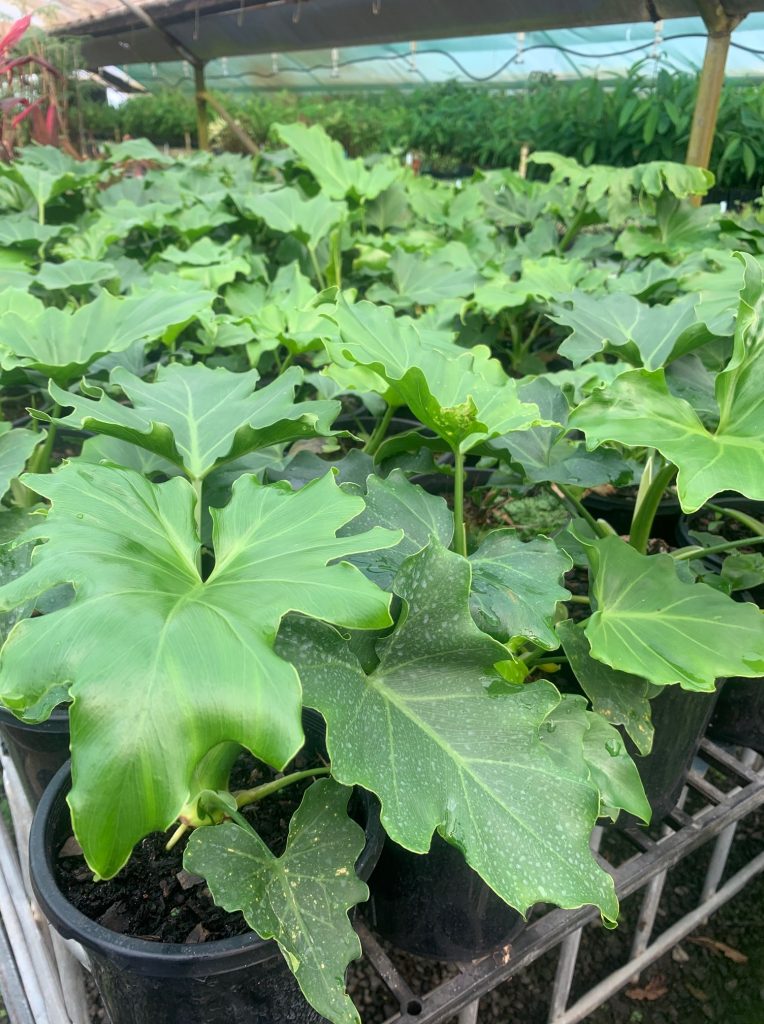 Lakeside Plants & Nursery