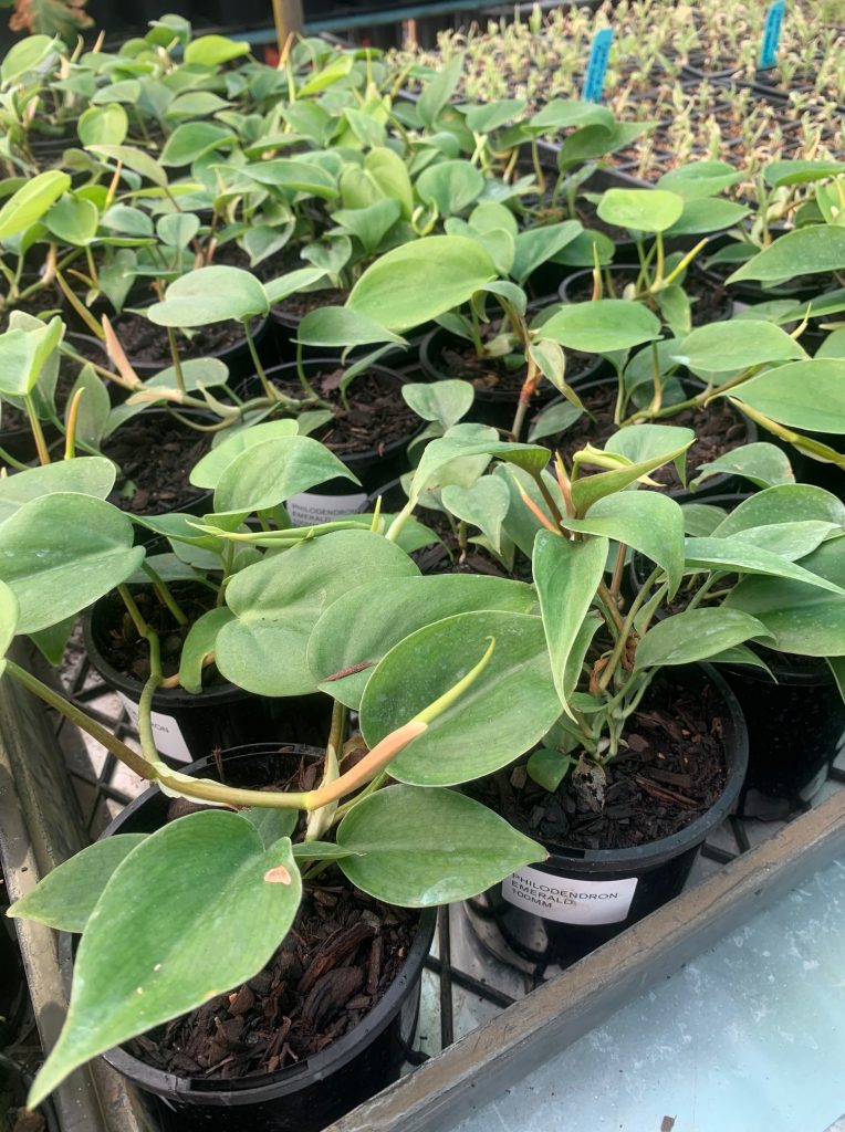 Lakeside Plants & Nursery