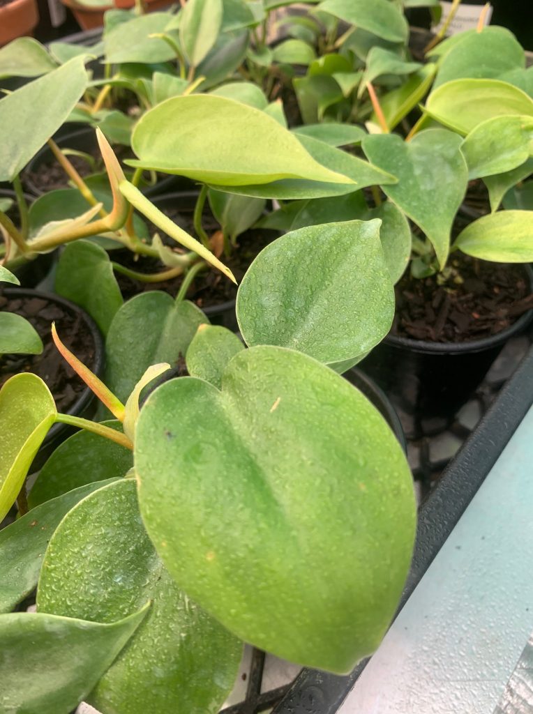 Lakeside Plants & Nursery