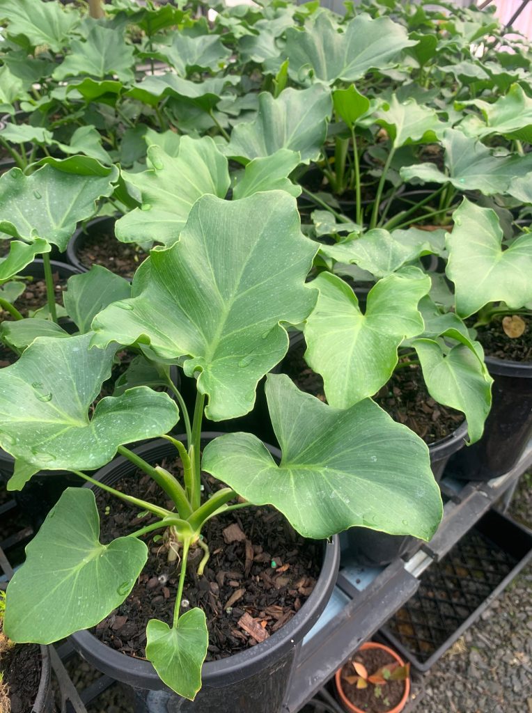 Lakeside Plants & Nursery