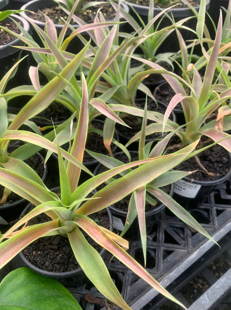 Lakeside Plants & Nursery