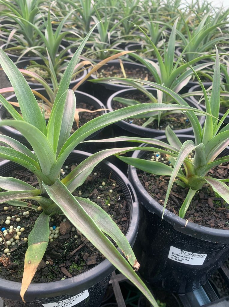 Lakeside Plants & Nursery