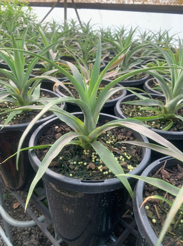 Lakeside Plants & Nursery