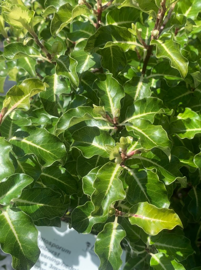 Lakeside Plants & Nursery
