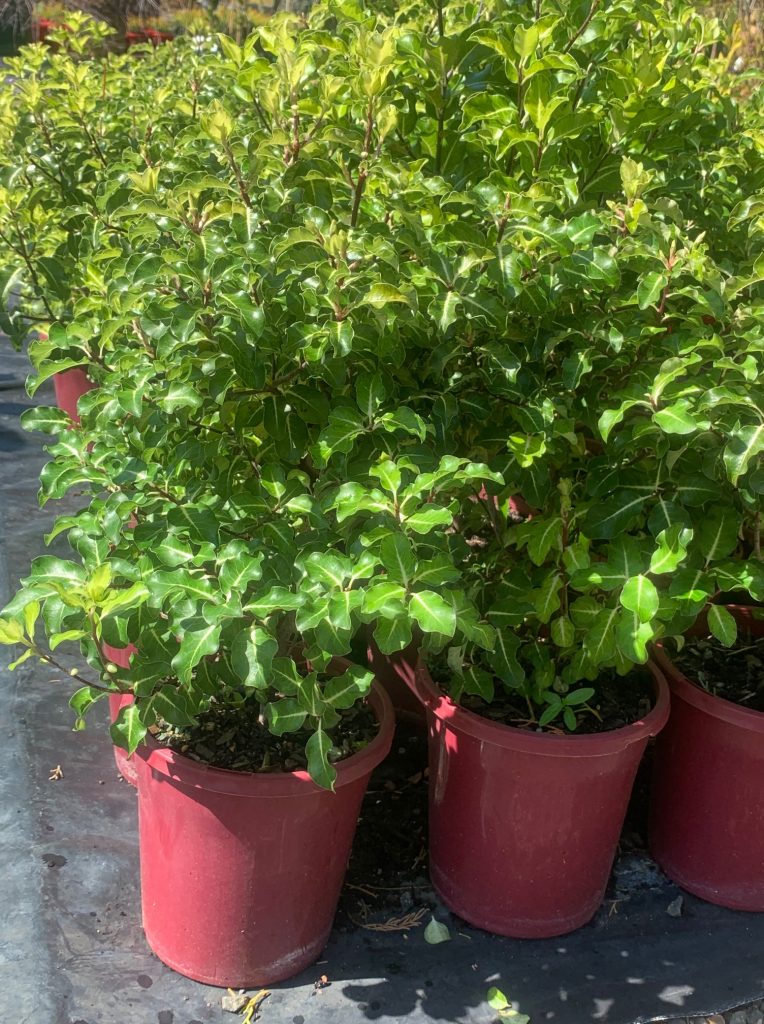 Lakeside Plants & Nursery