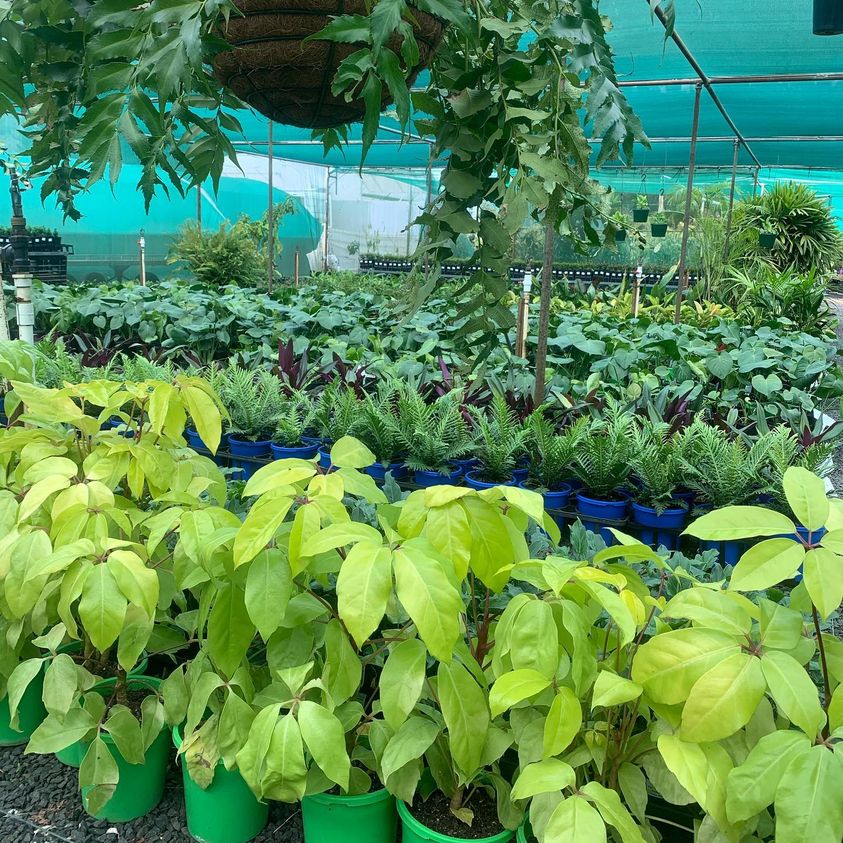 Lakeside Plants & Nursery