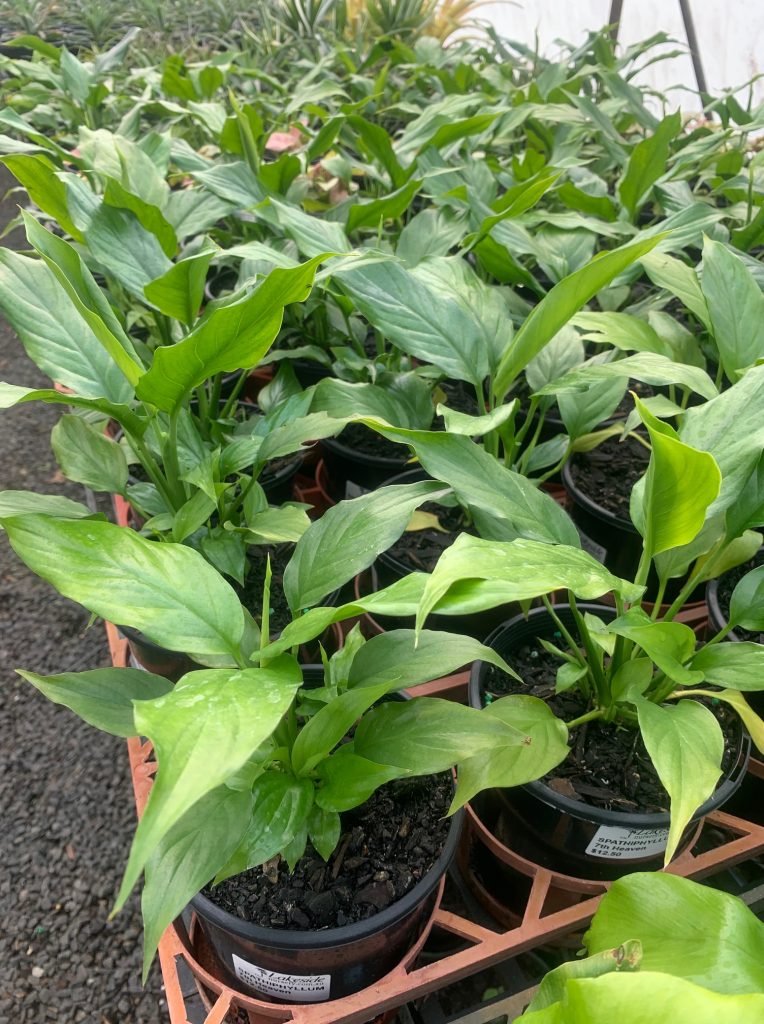 Lakeside Plants & Nursery