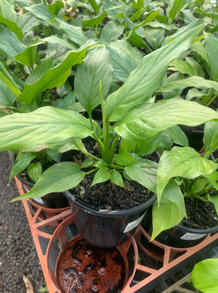 Lakeside Plants & Nursery