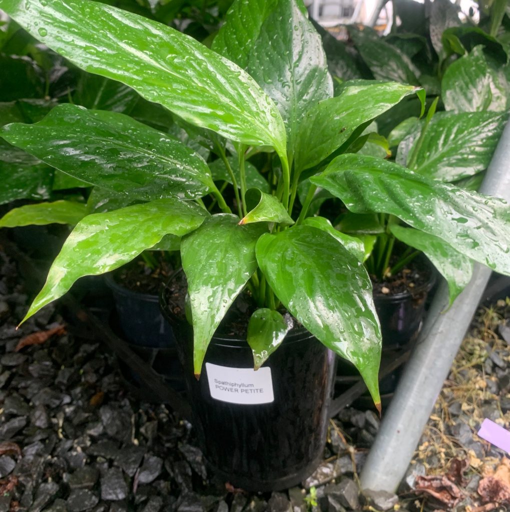 Lakeside Plants & Nursery