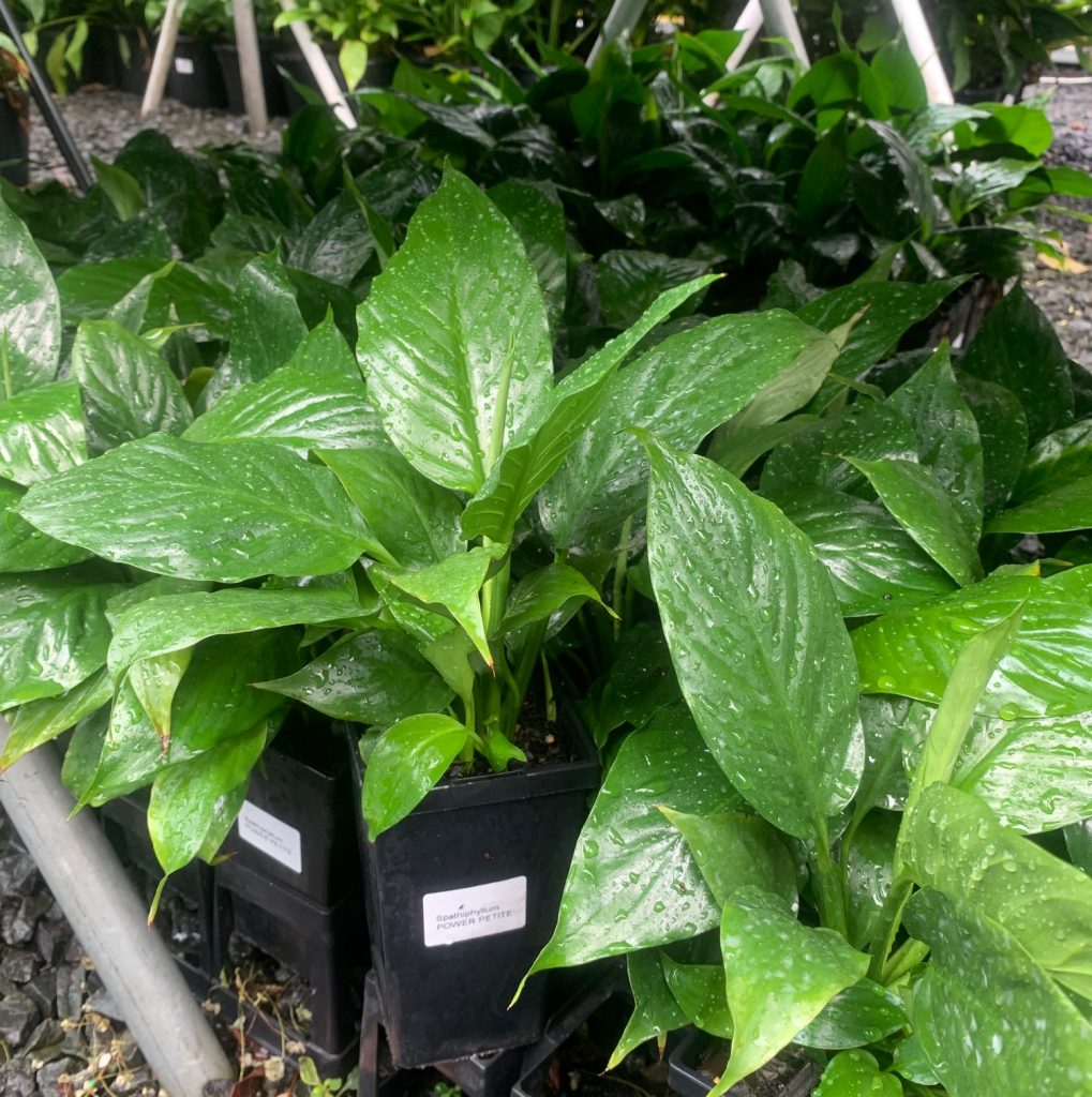 Lakeside Plants & Nursery