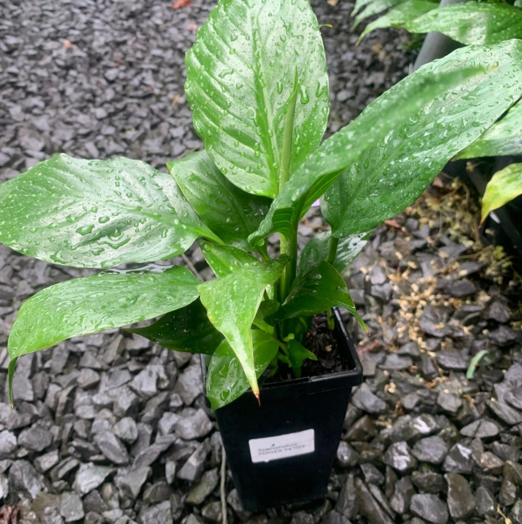 Lakeside Plants & Nursery