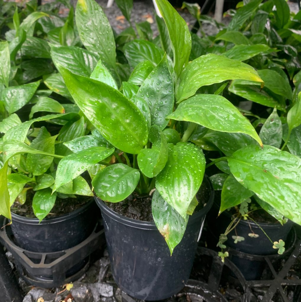Lakeside Plants & Nursery