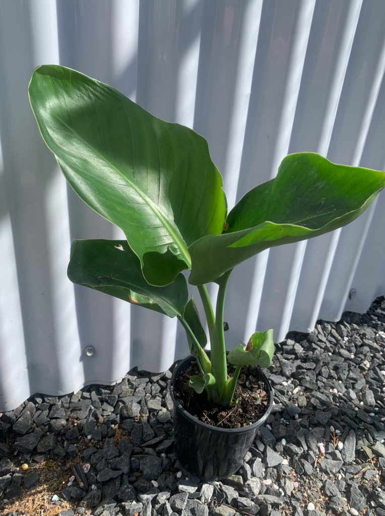 Lakeside Plants & Nursery