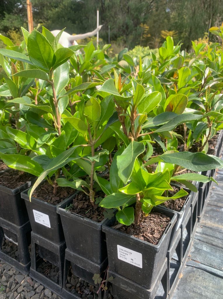 Lakeside Plants & Nursery