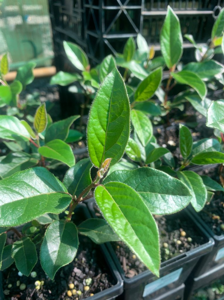 Lakeside Plants & Nursery