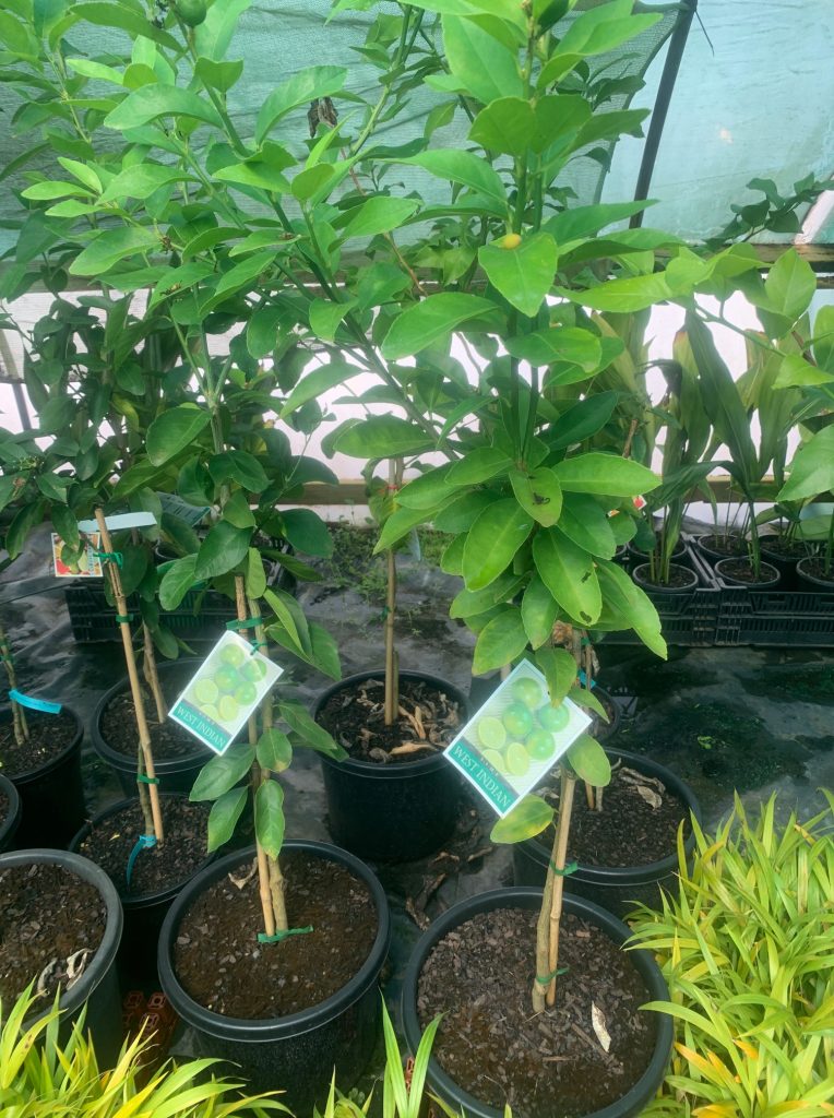 Lakeside Plants & Nursery