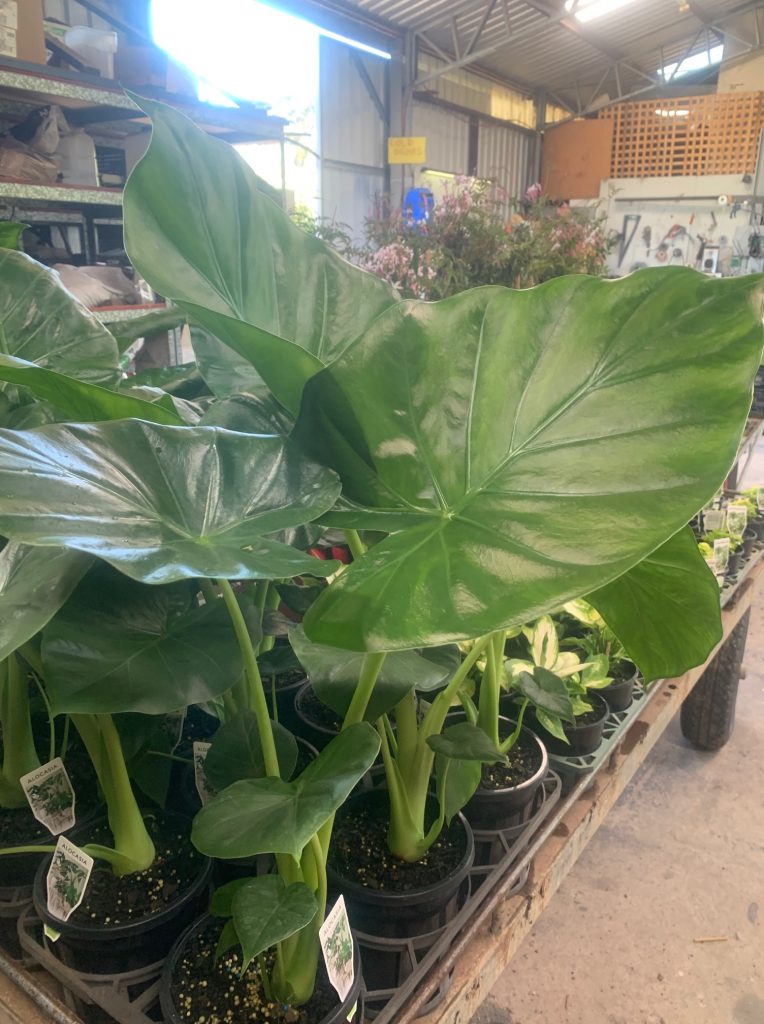 Lakeside Plants & Nursery