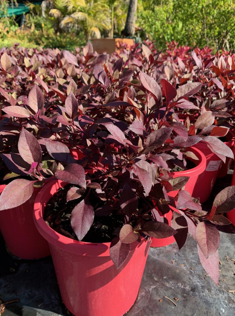 Lakeside Plants & Nursery