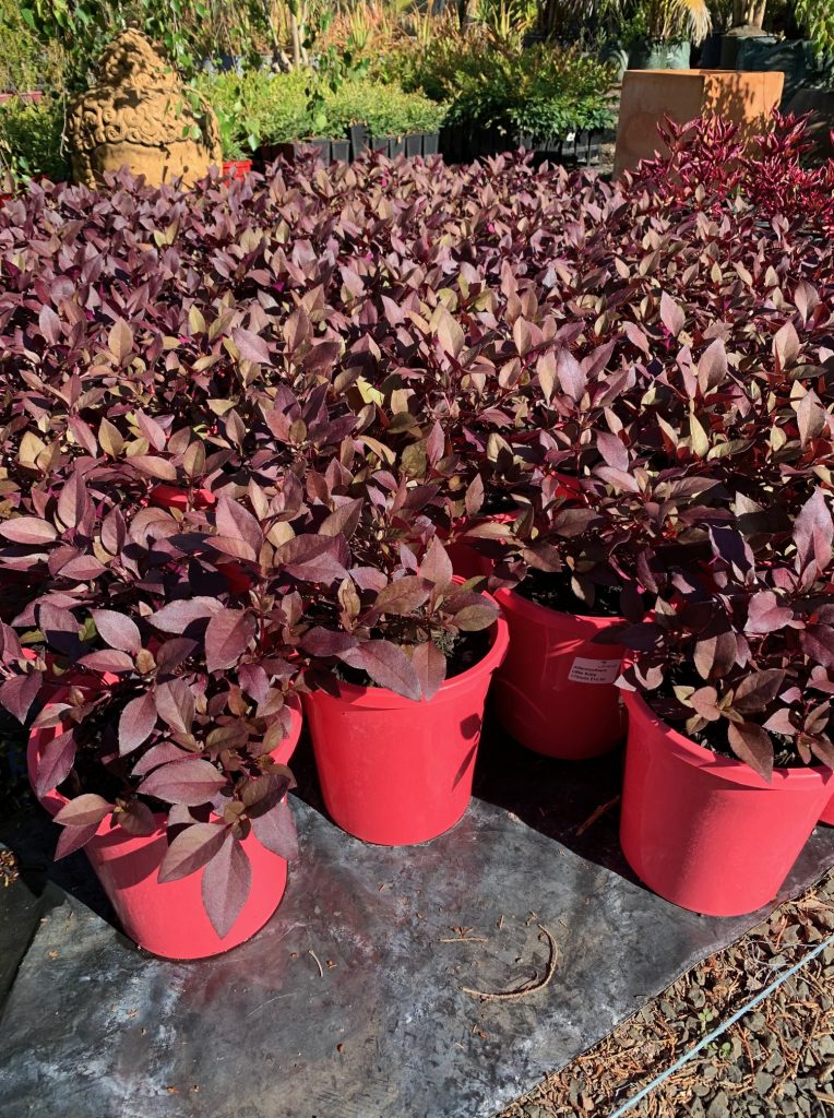 Lakeside Plants & Nursery