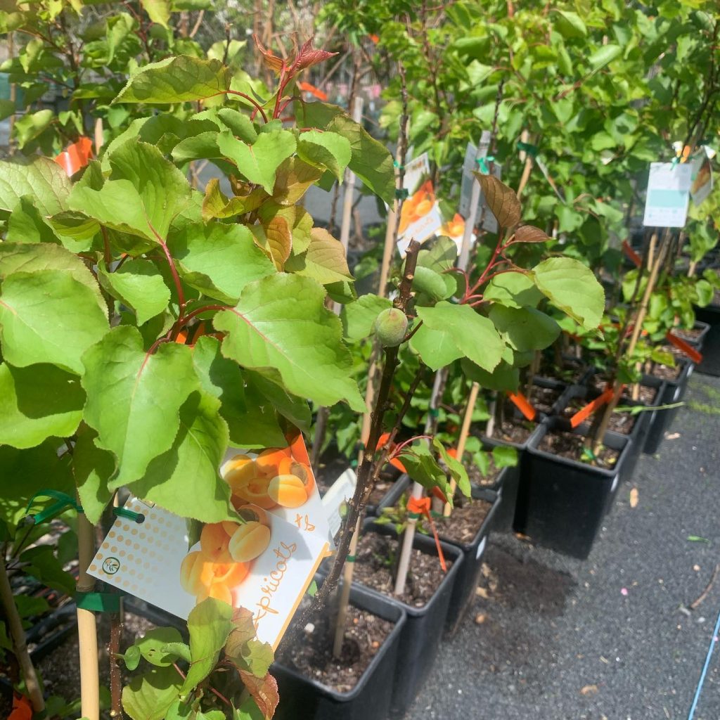 Lakeside Plants & Nursery