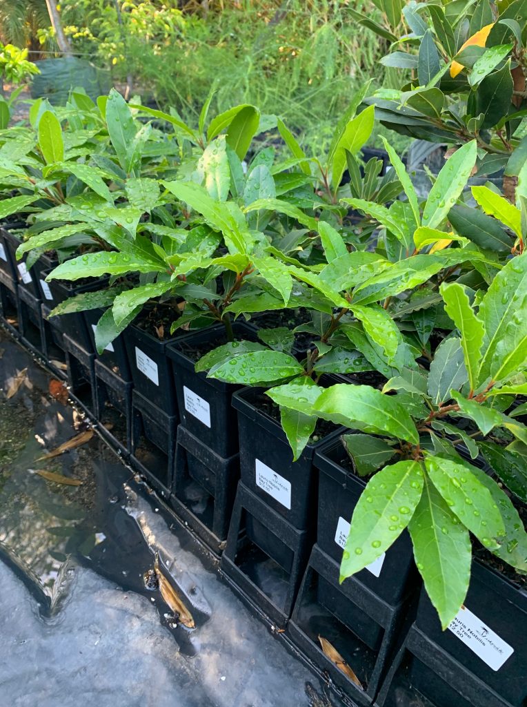 Lakeside Plants & Nursery