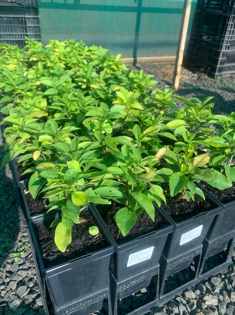 Lakeside Plants & Nursery