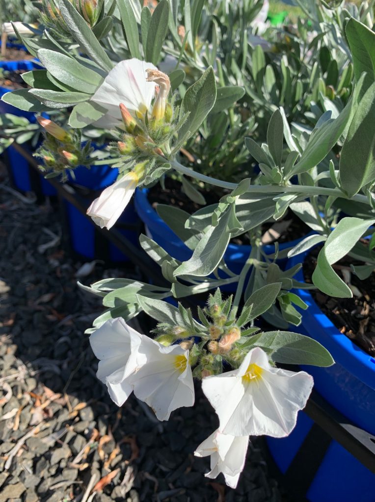 Lakeside Plants & Nursery