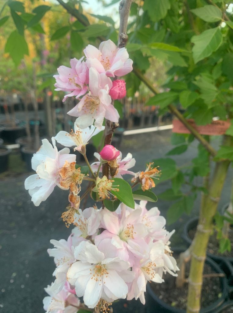 Lakeside Plants & Nursery