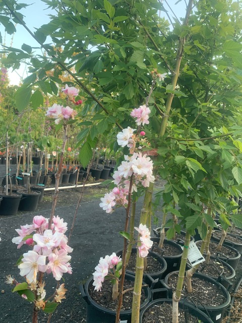Lakeside Plants & Nursery