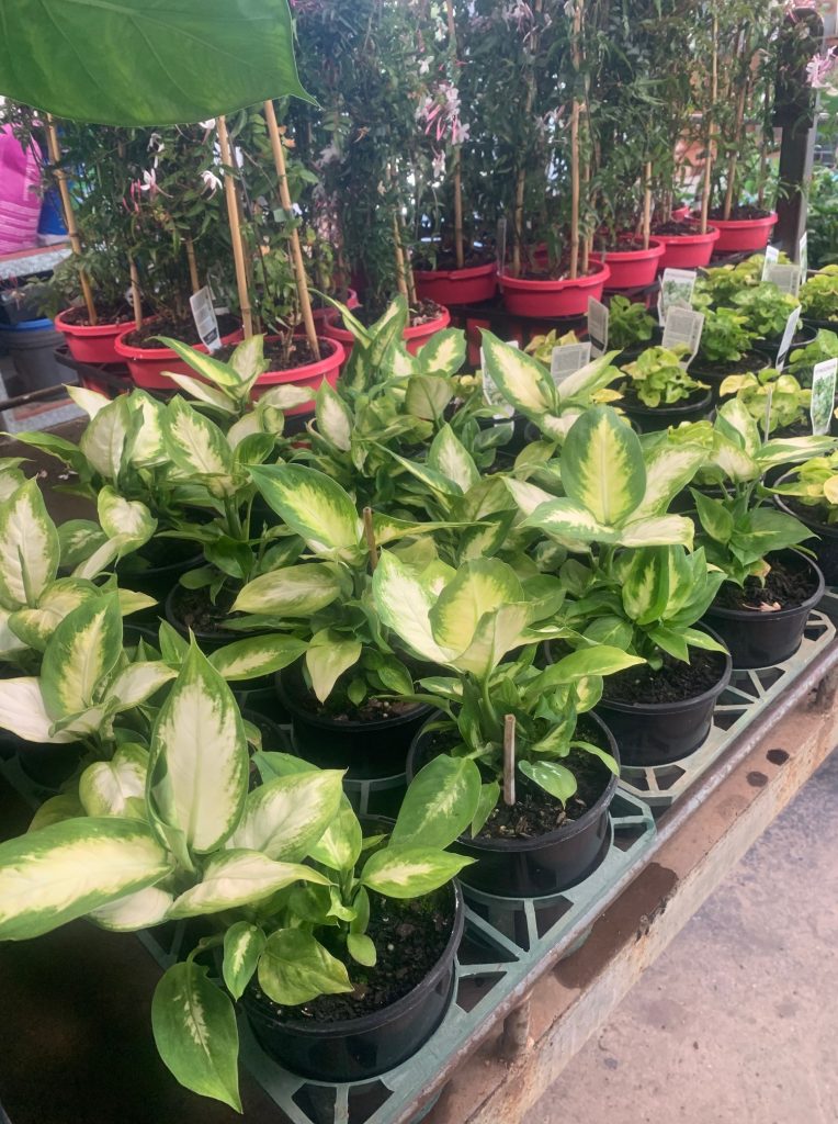 Lakeside Plants & Nursery