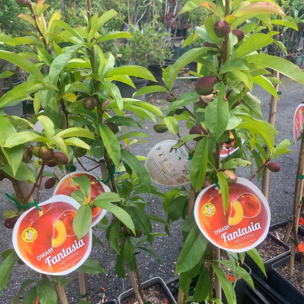 Lakeside Plants & Nursery