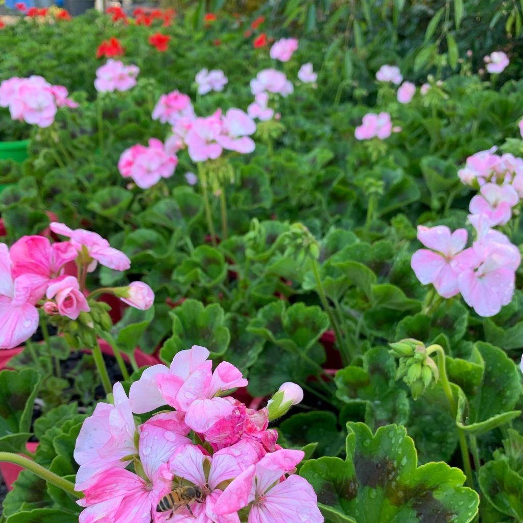 Lakeside Plants & Nursery