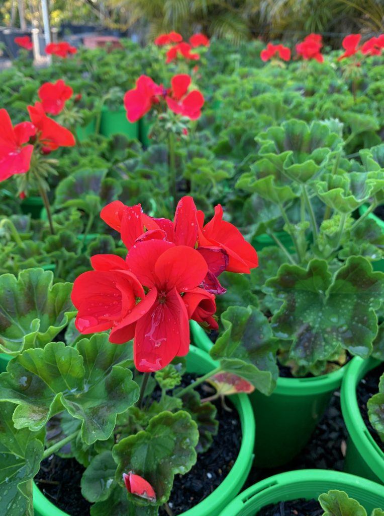 Lakeside Plants & Nursery