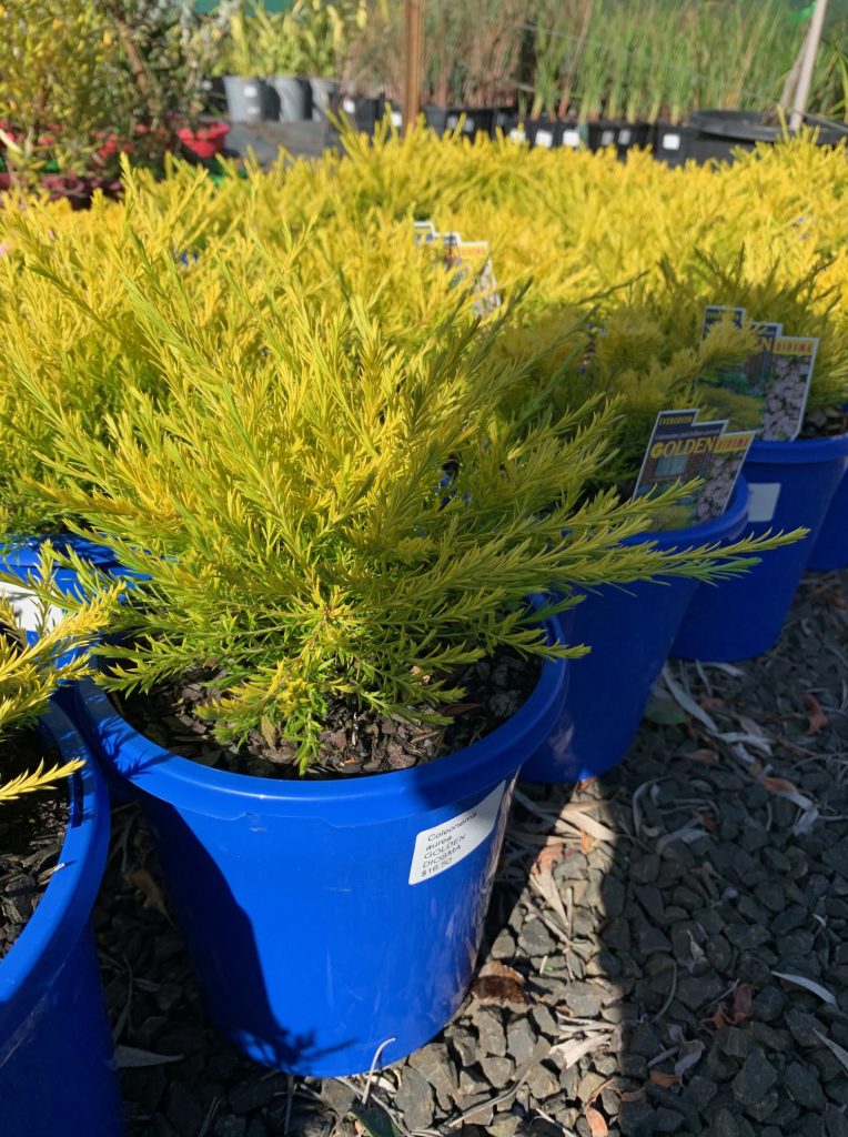 Lakeside Plants & Nursery