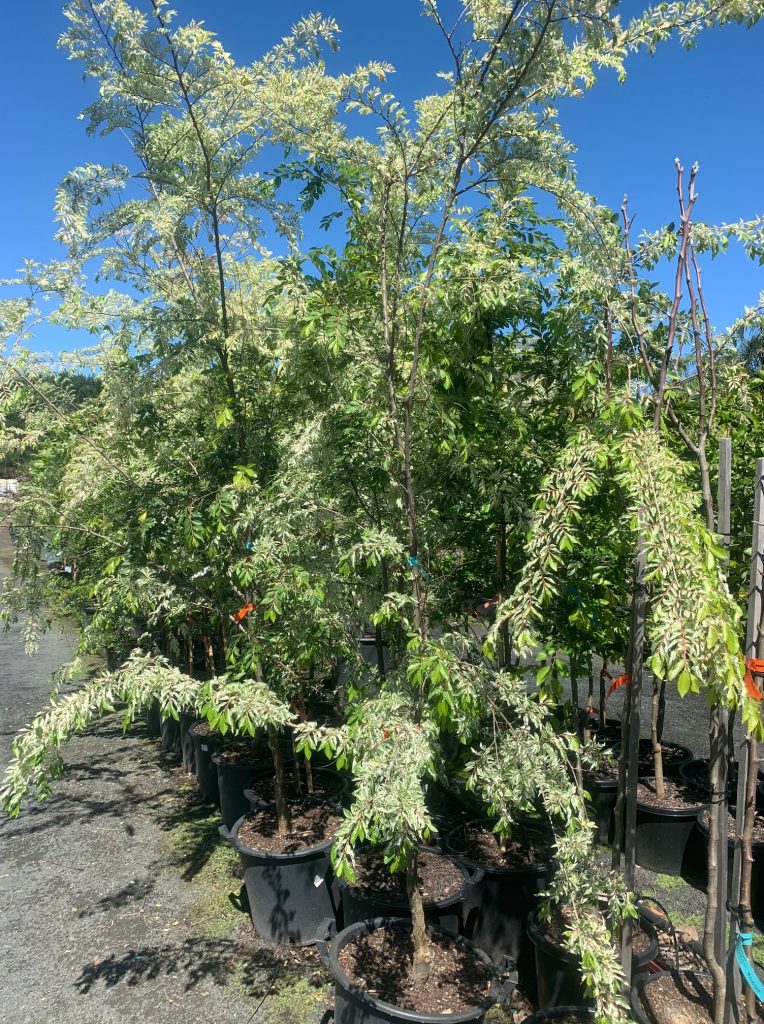 Lakeside Plants & Nursery
