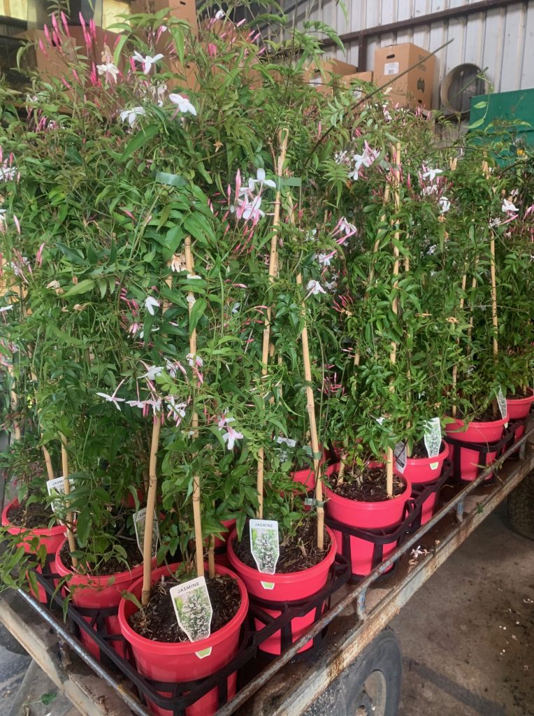 Lakeside Plants & Nursery