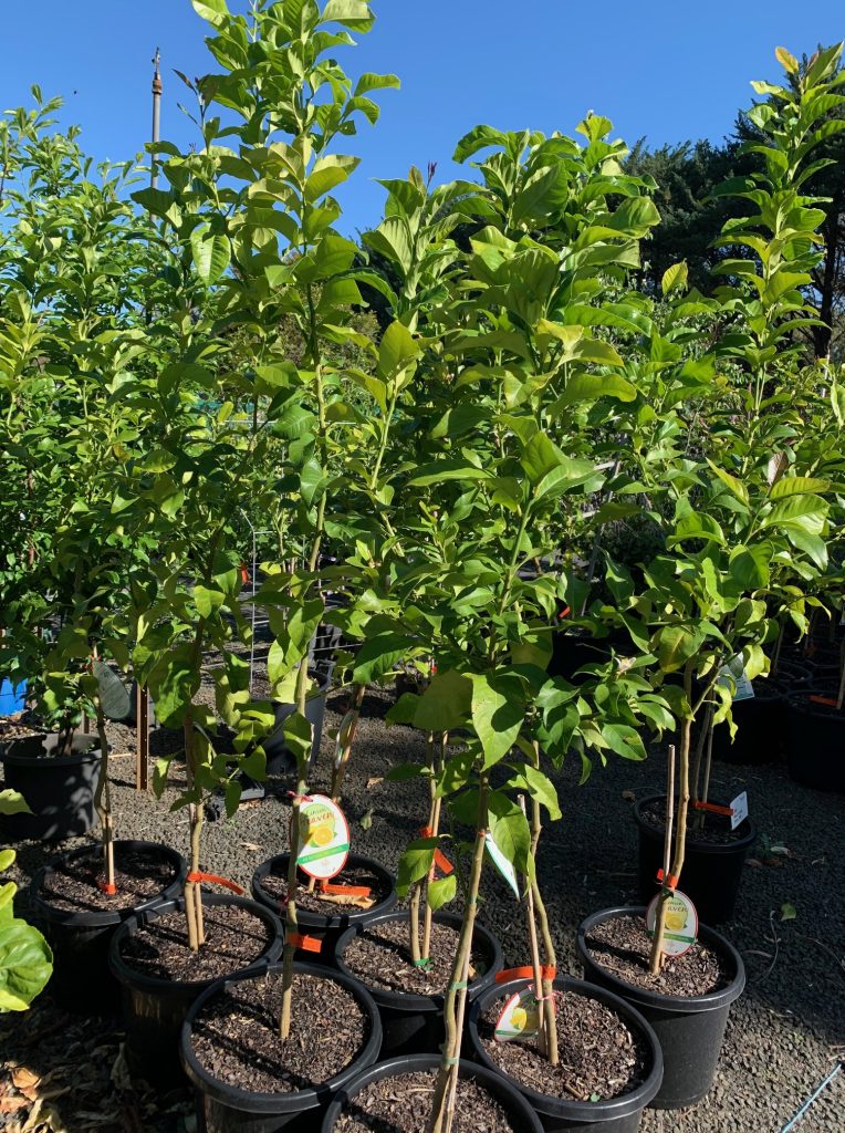 Lakeside Plants & Nursery