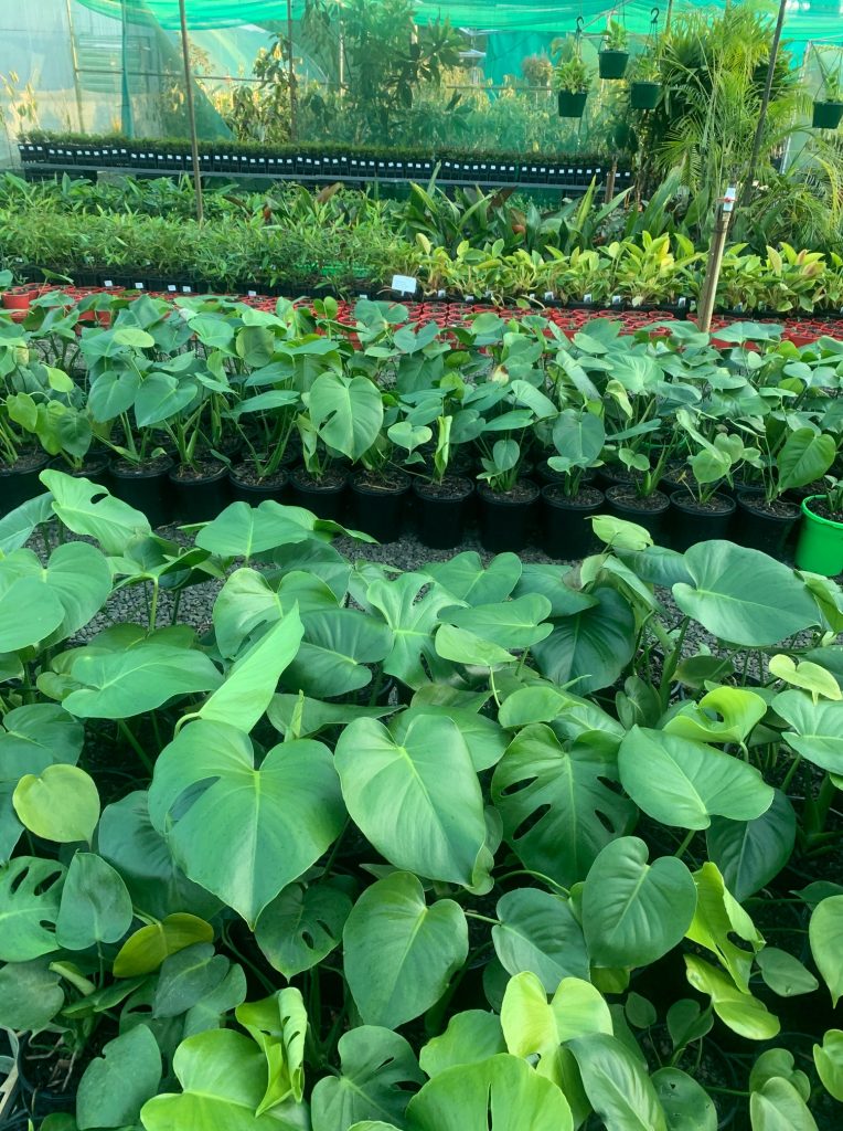 Lakeside Plants & Nursery