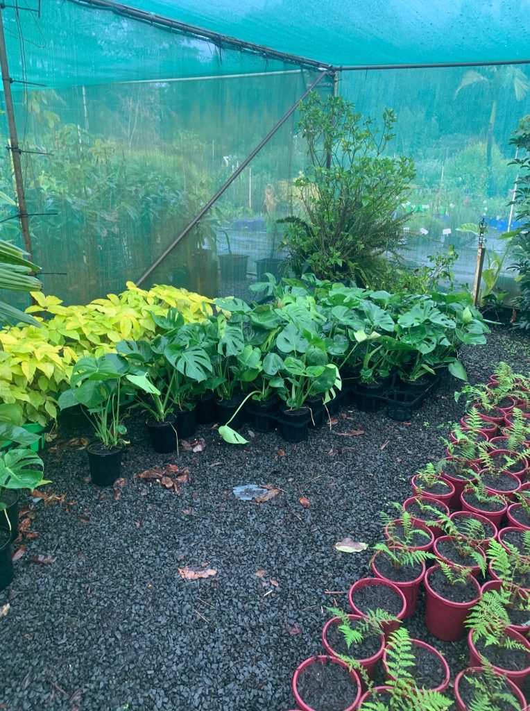 Lakeside Plants & Nursery