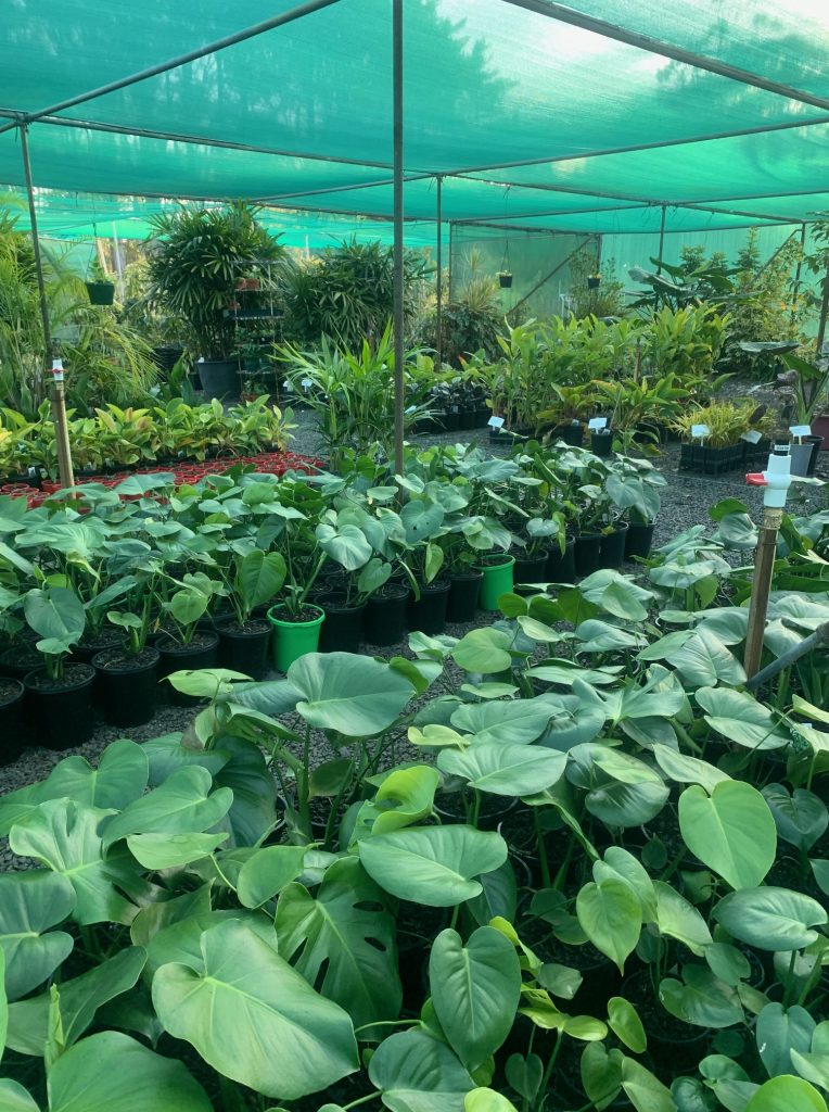 Lakeside Plants & Nursery