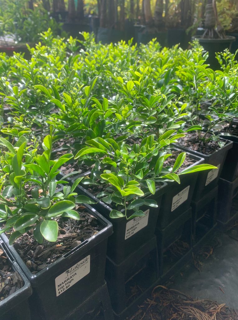 Lakeside Plants & Nursery