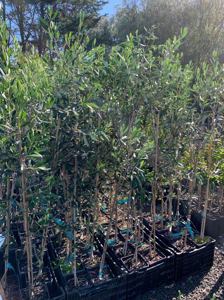 Lakeside Plants & Nursery